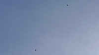 Eagles above Fusafjellet