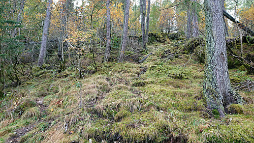 Looking back at the end of the trail from Løvstien