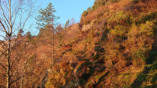 Deer track toward Brennhaugen