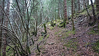 Deer tracks Solåsen