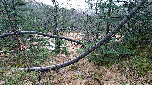 The wet shortcut northeast of Fjellhytten