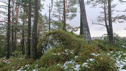 The highest point at Håhaugen