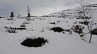 Rock ptarmigan (fjellrype)