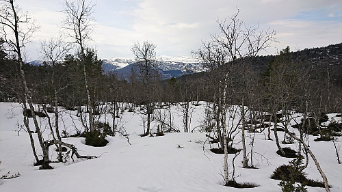 Sigledalen and its many trees...