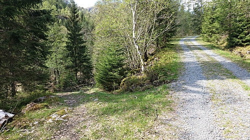 Looking back at the tractor road (left)