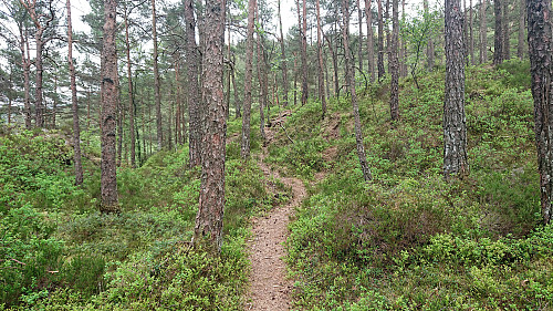 Trail from Eidsvåglien toward Hellemyrstien