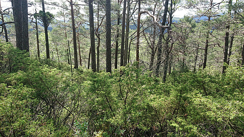 On the way from Sørkletten to Klubben...