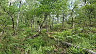 Terrain toward Storlifjellet