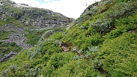 Trail towards Skjerdingane