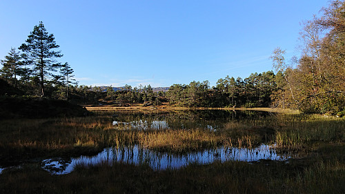 Stemmetjørna