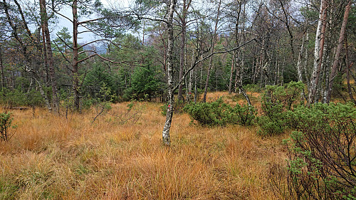 More markers but even less trail...