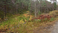 Tractor road east of Beljaråsen