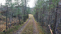 Tractor road south of the trailhead