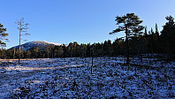 Open area NW of Grauaåsen