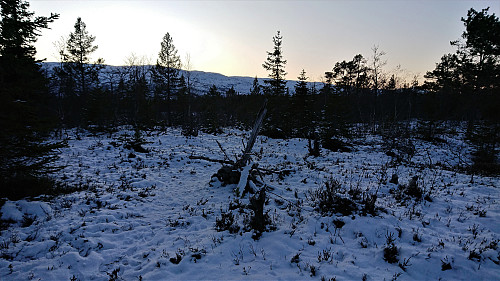 Sonvesåsen
