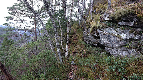 Deer tracks at Husafjellet