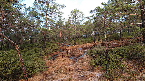 The marked trail