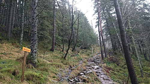 Trail north of Skomakerhiet