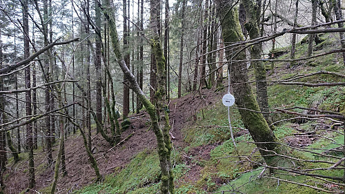 The weak reflector-marked trail