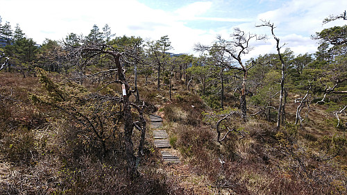Marked trail from Kyrkjefjellet to Tuvefjellet