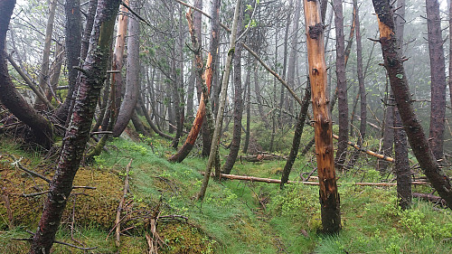 The final stretch towards the old Blåmansveien
