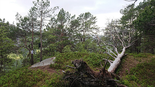 The summit of Litlefjellet