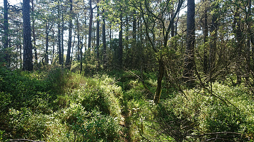Following a deer track towards the summit