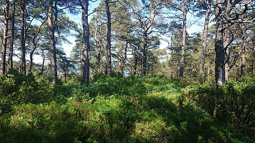 The summit of Barmehovda