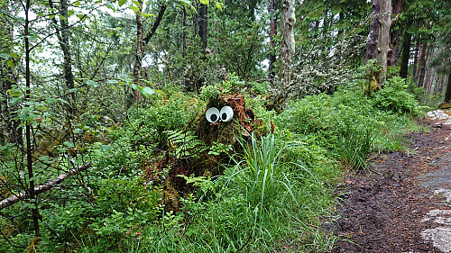 Locals at Vettåsfjellet ;)