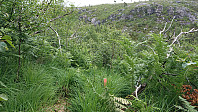 Trail in Furedalen...