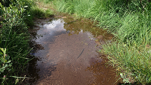 Pike on/in the trail!