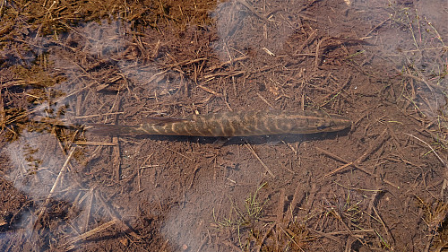 Pike on/in the trail! (20-25 cm in length)
