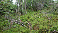 Deer tracks towards Såta