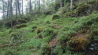 Following deer tracks