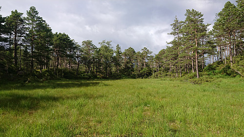 One of several wet areas that had to be crossed when turning northwest for the summit