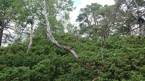 The summit from the south