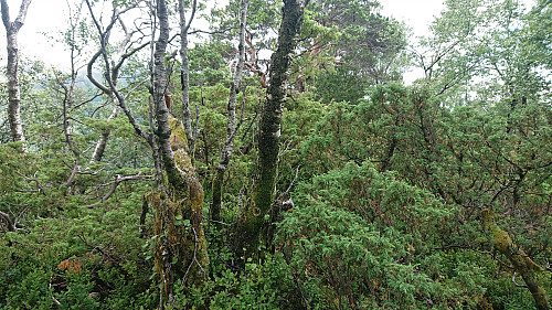 The summit from the north