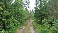 Tractor road up Øyadalen