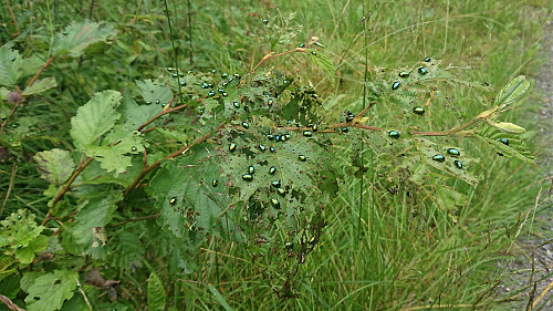 Some of the thousands of beetles (grønn orebladbille) spotted along the gravel road