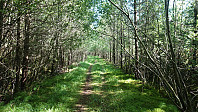 Muddy road to Skjønhammar