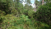 Trail to Høgafjellet