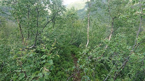 The weak trail along the ridge used on the descent