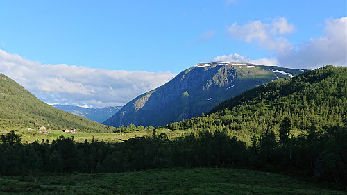 Fivlenosi from Vigdalstøl later in the evening