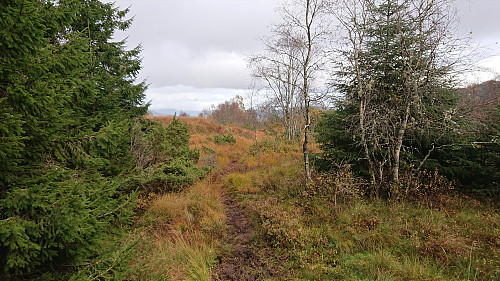 Trail from Nordnipa towards Krossfjellet