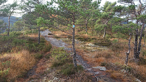 Connecting with a marked trail 100 meters east of the summit