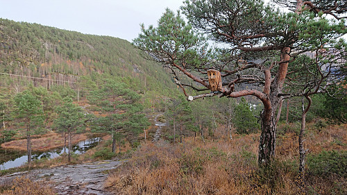 One of the many wooden animals "hidden" along the marked trail used on the descent