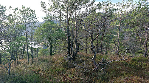 The summit of Solaråsen