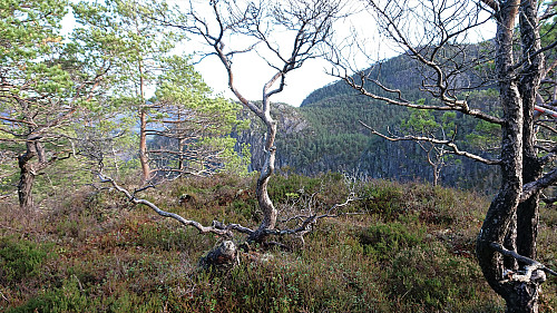 The summit of Solaråsen with Middagsnipa in the background