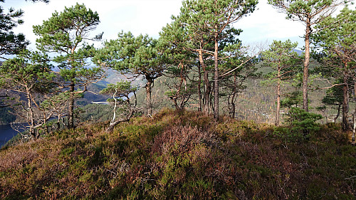 The summit of Uraberget with Kallestadsundet bru in the background