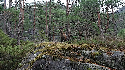 Deer at Fethaugen